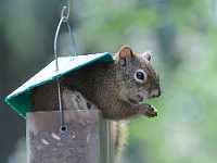 08squirrel bird feeder 85x11 1056
